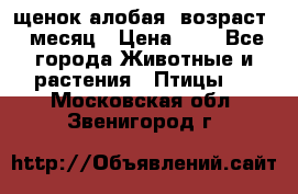 щенок алобая .возраст 1 месяц › Цена ­ 7 - Все города Животные и растения » Птицы   . Московская обл.,Звенигород г.